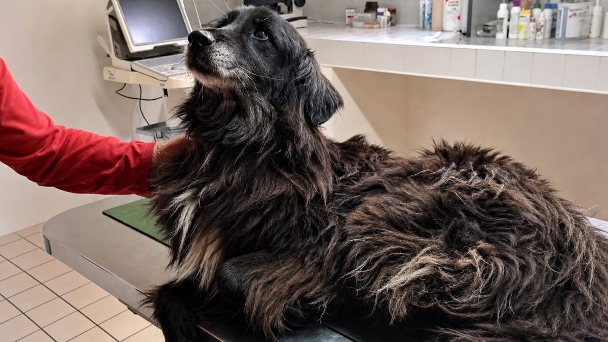 Illustration : "2 chiens très amaigris, des maîtres qui refusent de les céder : les bénévoles insistent pendant 3 heures"