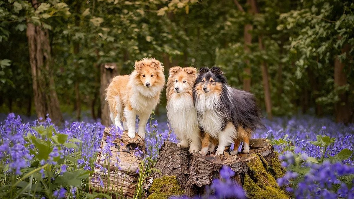 Illustration : "Des chiens en pleine nature sous l’œil d’un autodidacte, 12 photos signées Kieran Morgan"