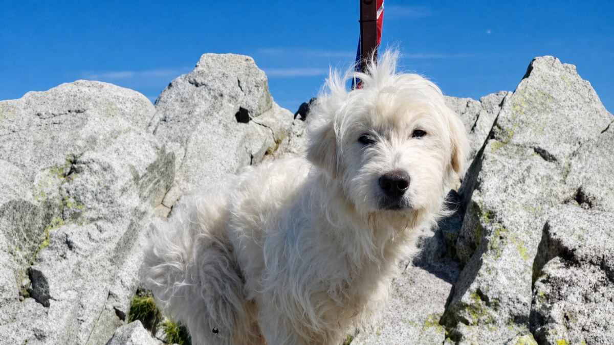 Illustration : "« J'ai tout de suite su que c'était lui » : après des jours d’errance dans les montagnes ce chien s’apprête enfin à changer de vie"