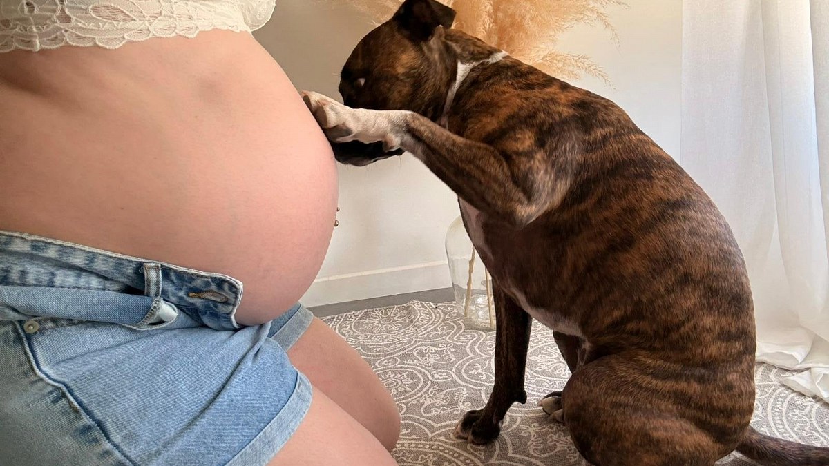 Illustration : "Cette chienne rescapée d’un tir a un nouveau rôle dans sa famille, 2 ans après son sauvetage"