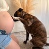 Illustration : Cette chienne rescap&eacute;e d&rsquo;un tir a un nouveau r&ocirc;le dans sa famille, 2 ans apr&egrave;s son sauvetage
