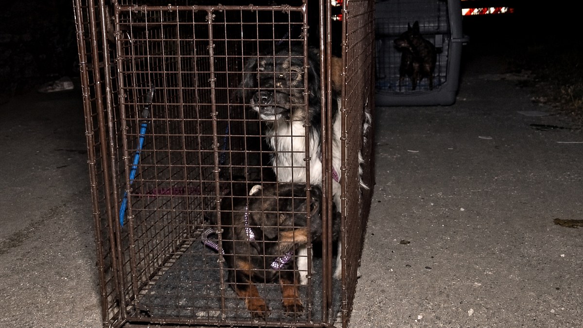 Illustration : "« Vous savez, ils ont tellement peur » : des dizaines de chiens abandonnés secourus dans la nuit"