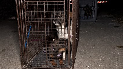 Illustration : &laquo; Vous savez, ils ont tellement peur &raquo; : des dizaines de chiens abandonn&eacute;s secourus dans la nuit