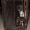 Illustration : &laquo; Vous savez, ils ont tellement peur &raquo; : des dizaines de chiens abandonn&eacute;s secourus dans la nuit