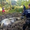 Illustration : Un Percheron de 10 ans pi&eacute;g&eacute; dans la boue mobilise les pompiers pendant pr&egrave;s de 3 heures