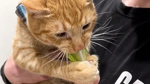 Illustration : Ce chat attrape sa laitue à coups de patte, puis la mord jusqu’à ce que sa maîtresse lâche prise (vidéo)