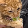 Illustration : Ce chat attrape sa laitue &agrave; coups de patte, puis la mord jusqu&rsquo;&agrave; ce que sa ma&icirc;tresse l&acirc;che prise (vid&eacute;o)