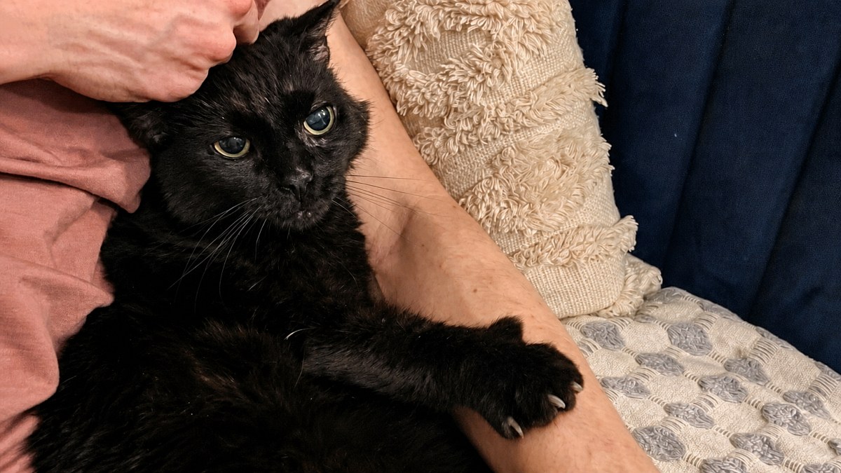 Illustration : "Ce chat perdait la vue : les bénévoles ont dû consulter plusieurs fois pour en découvrir la cause"