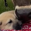 Illustration : Ce chiot n&rsquo;a jamais rencontr&eacute; de vaches, et 3 s&rsquo;approchent de lui alors qu&rsquo;il est blotti contre sa ma&icirc;tresse