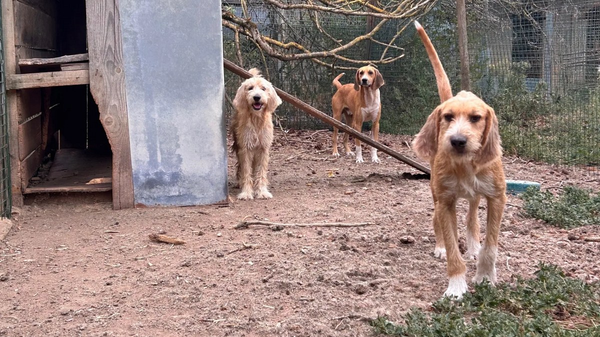 Illustration : "« Ces chiens étaient maigres et dans un état inquiétant » : 11 chiens secourus dans un chenil en Vendée"