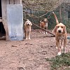 Illustration : &laquo; Ces chiens &eacute;taient maigres et dans un &eacute;tat inqui&eacute;tant &raquo; : 11 chiens secourus dans un chenil en Vend&eacute;e