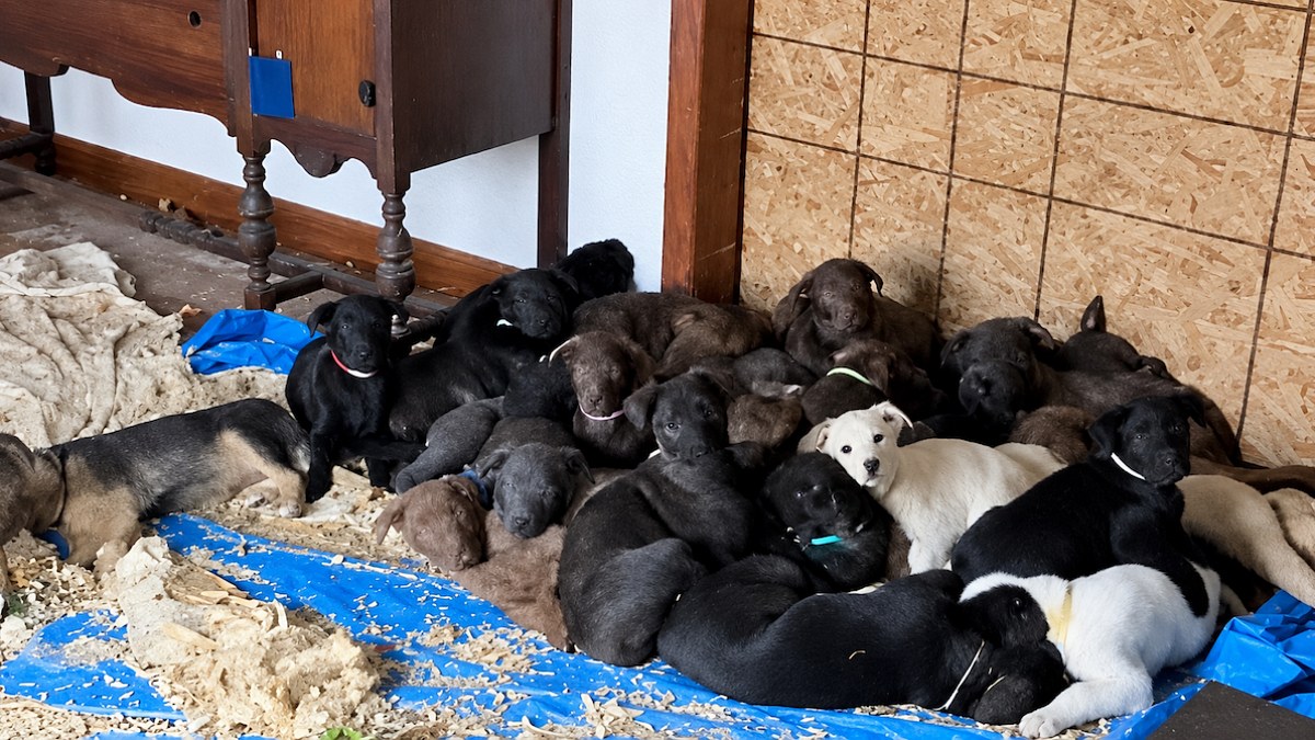 Illustration : "Une mère et sa fille mettent 24 chiots abandonnés à l'abri dans leur salle à manger (vidéo)"