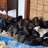 Illustration : Une m&egrave;re et sa fille mettent 24 chiots abandonn&eacute;s &agrave; l'abri dans leur salle &agrave; manger (vid&eacute;o)
