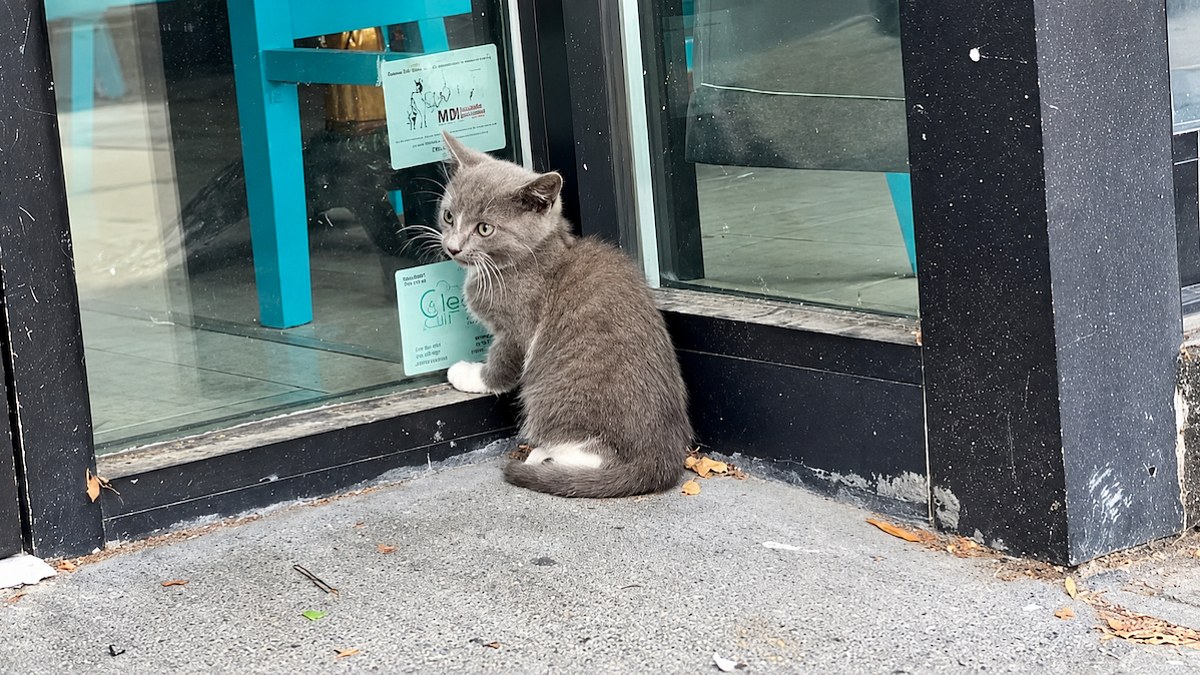 Illustration : "« Ce bébé devrait courir après des jouets » : un chaton attend devant une porte vitrée que quelqu'un le sauve (vidéo)"