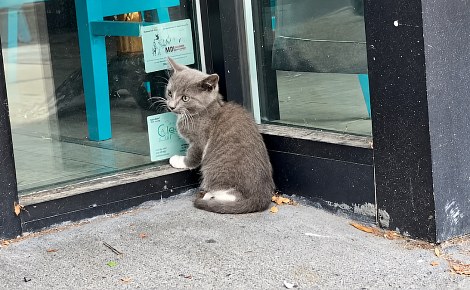 « Ce bébé devrait courir après des jouets » : un chaton attend devant une porte vitrée que quelqu'un le sauve (vidéo)
