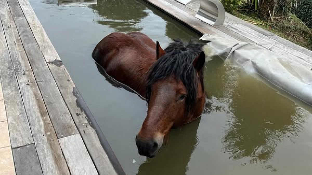 Illustration : "« Appelle les pompiers, on a un poney dans la piscine ! » : le sauvetage insolite d'un équidé dans les Pyrénées-Atlantiques"