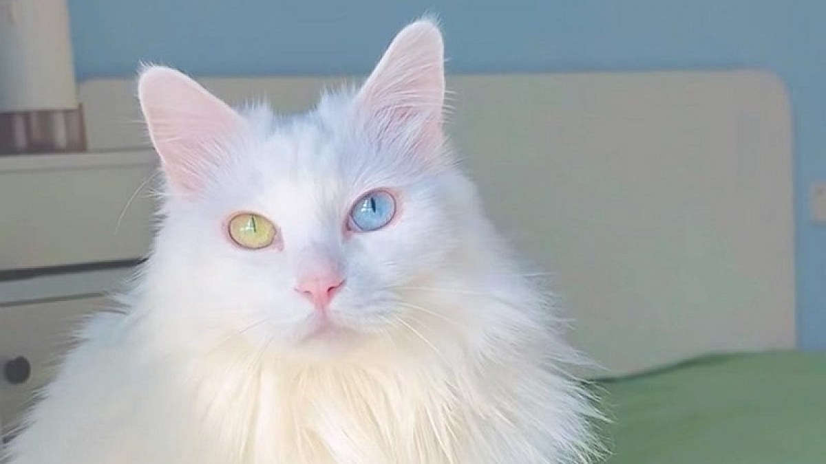 Illustration : "Les chats aux yeux vairons en 15 photos, avec 2 couleurs dans un même regard"