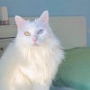 Illustration : Les chats aux yeux vairons en 15 photos, avec 2 couleurs dans un m&ecirc;me regard