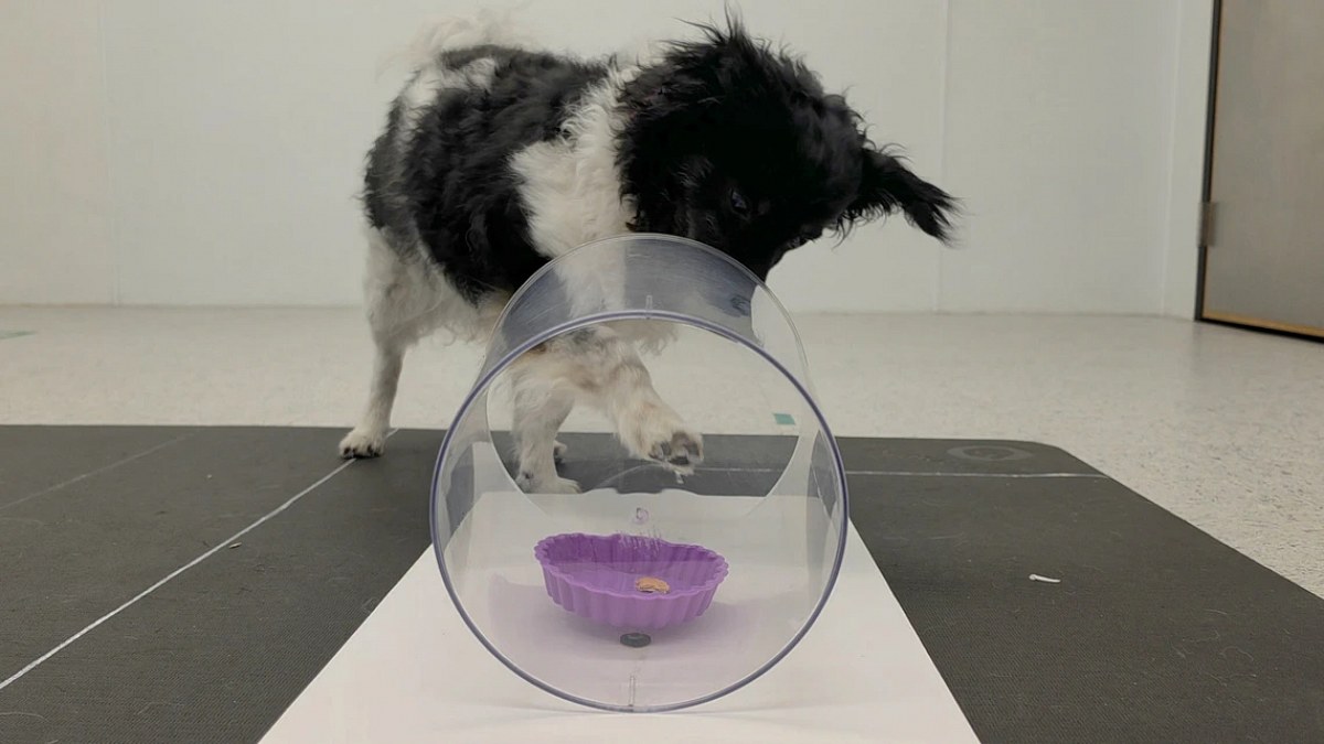 Illustration : "Des chercheurs font jouer les chiens pour repérer un déclin cognitif dès 7 ou 8 ans"