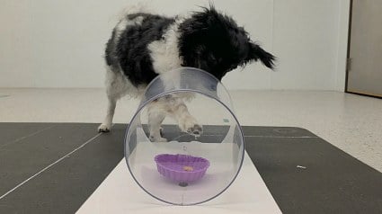 Illustration : Des chercheurs font jouer les chiens pour rep&eacute;rer un d&eacute;clin cognitif d&egrave;s 7 ou 8 ans