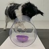 Illustration : Des chercheurs font jouer les chiens pour rep&eacute;rer un d&eacute;clin cognitif d&egrave;s 7 ou 8 ans