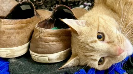 Illustration : S&eacute;par&eacute; de sa famille, ce chat trouve du r&eacute;confort dans les chaussures de son ancien ma&icirc;tre