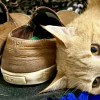 Illustration : S&eacute;par&eacute; de sa famille, ce chat trouve du r&eacute;confort dans les chaussures de son ancien ma&icirc;tre