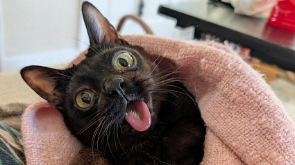 Illustration : Ce chat a f&ecirc;t&eacute; son premier anniversaire, alors qu'&agrave; son accueil personne ne lui donnait une semaine