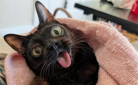 Ce chat a fêté son premier anniversaire, alors qu'à son accueil personne ne lui donnait une semaine