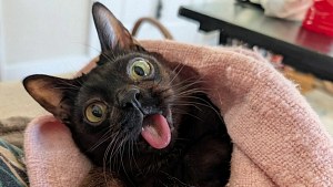 Illustration : Ce chat a fêté son premier anniversaire, alors qu'à son accueil personne ne lui donnait une semaine