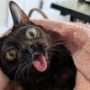 Illustration : Ce chat a f&ecirc;t&eacute; son premier anniversaire, alors qu'&agrave; son accueil personne ne lui donnait une semaine