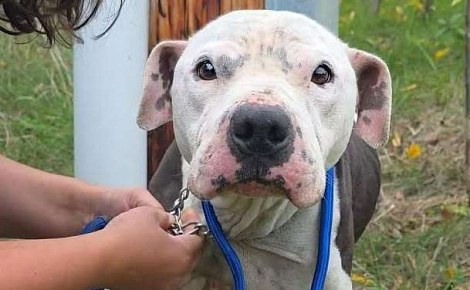 « Sa queue s'est transformée en hélicoptère » : ce chien enchaîné à un poteau accueille les secours avec joie