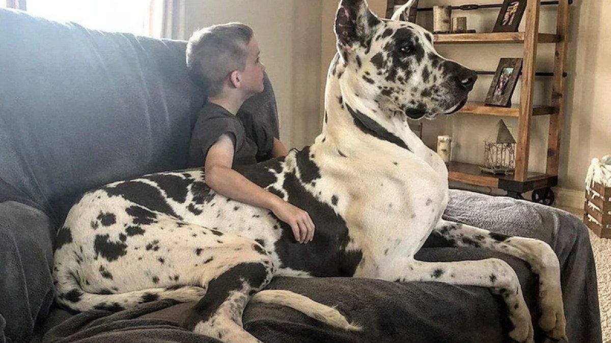 Illustration : "Ces grands chiens débordent des genoux de leurs humains, mais y prennent leurs aises en 13 photos"