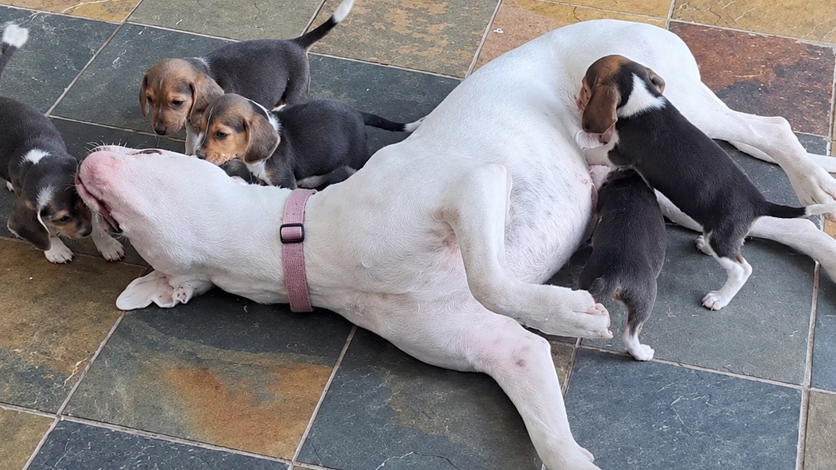 Illustration : "Une chienne sourde de 45 kg devient la nounou de 7 chiots dont la mère est très craintive"