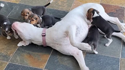 Illustration : Une chienne sourde de 45 kg devient la nounou de 7 chiots dont la m&egrave;re est tr&egrave;s craintive