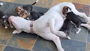 Illustration : Une chienne sourde de 45 kg devient la nounou de 7 chiots dont la mère est très craintive