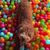 Illustration : Un bruit inhabituel intrigue cette femme, elle d&eacute;couvre son chien dans la piscine &agrave; balles de ses enfants (vid&eacute;o)