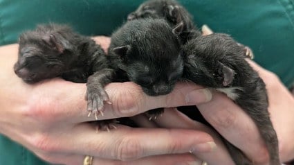 Illustration : Chaton abandonn&eacute; : jet&eacute; dans un sac plastique &agrave; la naissance, le seul rescap&eacute; de sa fratrie attend d'&ecirc;tre adopt&eacute;