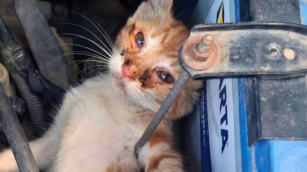 Illustration : "« Vérifiez votre voiture » : il sauve un chaton coincé sous son capot et alerte les automobilistes"
