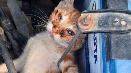 Illustration : &laquo; V&eacute;rifiez votre voiture &raquo; : il sauve un chaton coinc&eacute; sous son capot et alerte les automobilistes