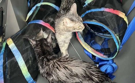 « Trempés, glacés, couverts de puces » : 4 chats secourus dans un tunnel de jeu posé sur un mur