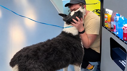 Illustration : &laquo; Un v&eacute;ritable expert en &eacute;vasion &raquo; : ce chien perdu de 10 ans r&eacute;appara&icirc;t &agrave; 1 600 km de chez lui (vid&eacute;o)