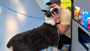 Illustration : « Un véritable expert en évasion » : ce chien perdu de 10 ans réapparaît à 1 600 km de chez lui (vidéo)