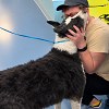 Illustration : &laquo; Un v&eacute;ritable expert en &eacute;vasion &raquo; : ce chien perdu de 10 ans r&eacute;appara&icirc;t &agrave; 1 600 km de chez lui (vid&eacute;o)