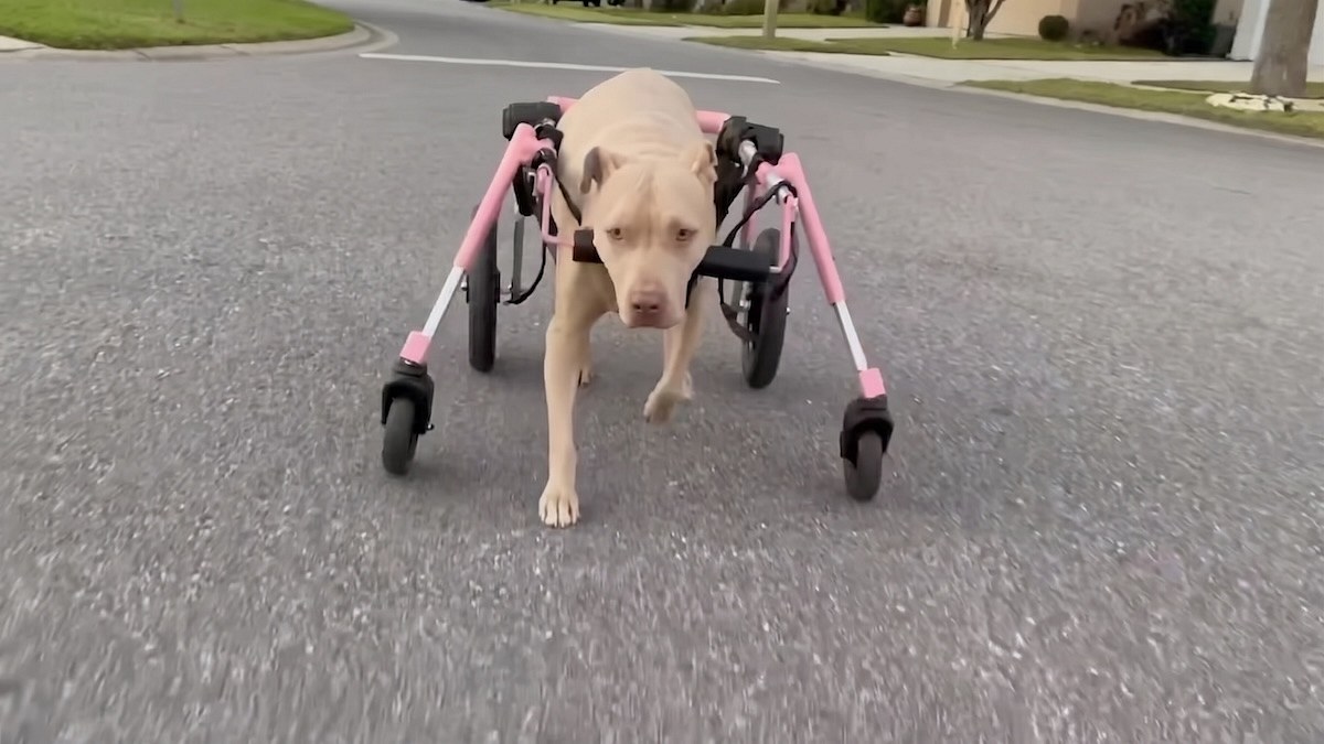 Illustration : "Le chariot rose d’une chienne handicapée est volé, puis son refuge reçoit une proposition (vidéo)"