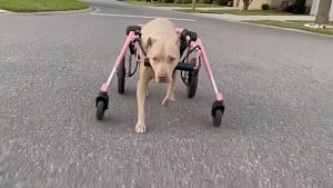 Illustration : Le chariot rose d’une chienne handicapée est volé, puis son refuge reçoit une proposition (vidéo)