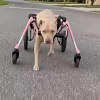 Illustration : Le chariot rose d&rsquo;une chienne handicap&eacute;e est vol&eacute;, puis son refuge re&ccedil;oit une proposition (vid&eacute;o)