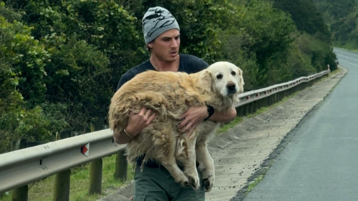 Illustration : "Une Golden Retriever de 11 ans erre au bord d'une route, 2 voyageurs l'embarquent dans leur road trip (vidéo)"