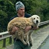 Illustration : Une Golden Retriever de 11 ans erre au bord d'une route, 2 voyageurs l'embarquent dans leur road trip (vid&eacute;o)