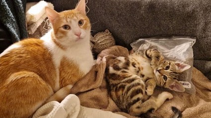 Illustration : Miki, un chat d&rsquo;un an, prend soin de Mila, 3 mois, et ne sera adopt&eacute; qu&rsquo;avec sa petite compagne